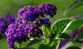 Violette Sommerblume
