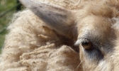 Gesichtsteil eines Schafes