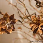 Zapfenblüten: Blumen aus Tannenzapfen