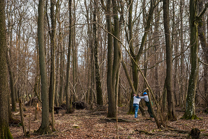 Ralf und Julian beim Baumfällen